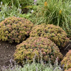 Rock 'N Grow® 'Coraljade' Stonecrop -Great Garden Plants Sales Store 522Sedum Coraljade 3