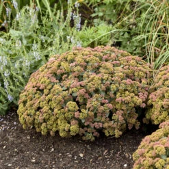 Rock 'N Grow® 'Coraljade' Stonecrop -Great Garden Plants Sales Store 522Sedum Coraljade 4