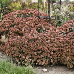 Rock 'N Grow® 'Tiramisu' Stonecrop -Great Garden Plants Sales Store 523Sedum Tiramisu 3