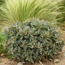 Rock 'N Grow® 'Tiramisu' Stonecrop -Great Garden Plants Sales Store 523Sedum Tiramisu 4