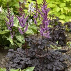 'Dark Side Of The Moon' Astilbe -Great Garden Plants Sales Store 525Astilbe DarkSideoftheMoon 2