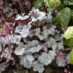 Dolce® 'Silver Gumdrop' Coral Bells -Great Garden Plants Sales Store 525 1969 popup sw