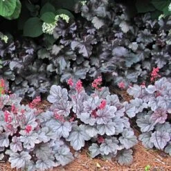 Dolce® 'Silver Gumdrop' Coral Bells -Great Garden Plants Sales Store 525 1972 popup sw