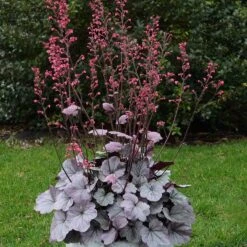 Dolce® 'Silver Gumdrop' Coral Bells -Great Garden Plants Sales Store 525 1974 popup sw