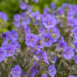 'Boom Chocolatta' Cranesbill