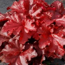 Forever® Red Coral Bells -Great Garden Plants Sales Store 527 1990 popup sw