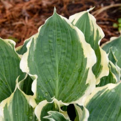 Shadowland® 'Hope Springs Eternal' Hosta -Great Garden Plants Sales Store 529Hosta HopeSpringsEternal 4