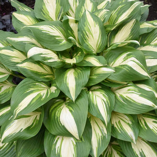 Shadowland® 'Miss America' Hosta 1 Shadowland® 'Miss America' Hosta