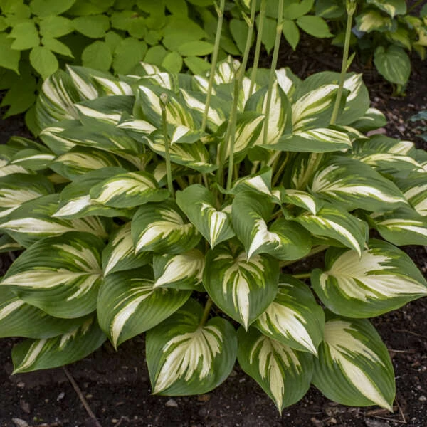 Shadowland® 'Miss America' Hosta 2 Shadowland® 'Miss America' Hosta - Image 2