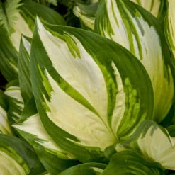 Shadowland® 'Miss America' Hosta 8 Shadowland® 'Miss America' Hosta -Great Garden Plants Sales Store 530Hosta MissAmerica 4