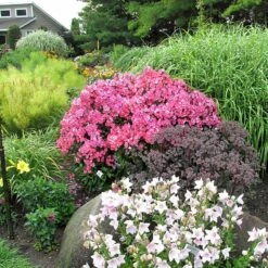 'Glamour Girl' Phlox -Great Garden Plants Sales Store 533 2026 popup