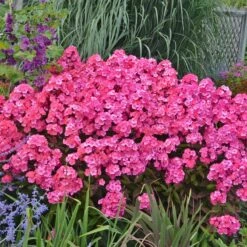'Glamour Girl' Phlox -Great Garden Plants Sales Store 533 2029 popup