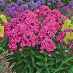 'Glamour Girl' Phlox -Great Garden Plants Sales Store 533 2030 popup