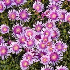 Kaleidoscope⢠'Pink Radiance' Ice Plant