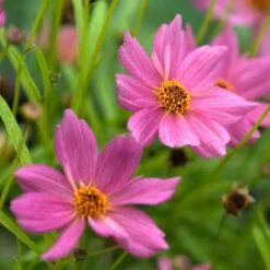 'American Dream' Tickseed 5 'American Dream' Tickseed -Great Garden Plants Sales Store 537 2219 popup ee0b5eb8 adfd 45d9 90fb a2268ccaf91e