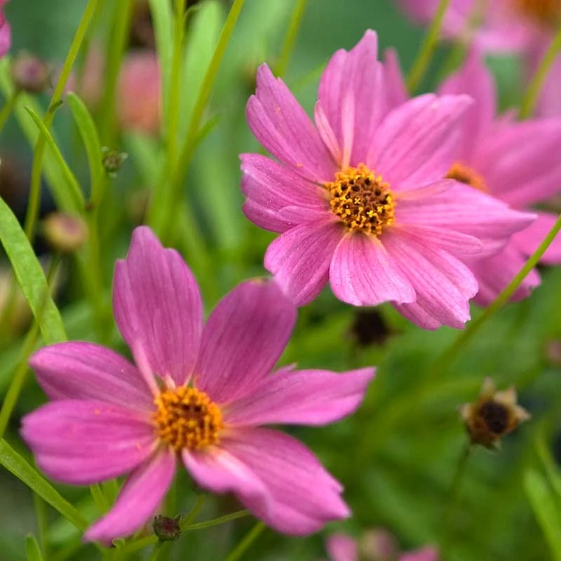 'American Dream' Tickseed 3 'American Dream' Tickseed - Image 3