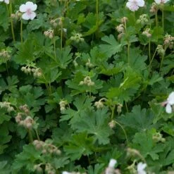 'Biokovo' Cranesbill -Great Garden Plants Sales Store 539 2052 popup 54bbb1b2 a771 4e24 b343 f2c831d6e024 sw