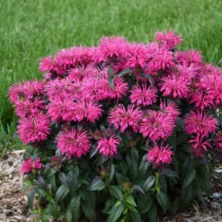 Sugar Buzz® 'Berry Taffy' Bee Balm -Great Garden Plants Sales Store 542Monarda BerryTaffy 3