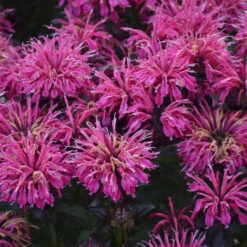 Sugar Buzz® 'Berry Taffy' Bee Balm -Great Garden Plants Sales Store 542Monarda BerryTaffy 4