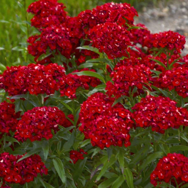 'Scarlet Fever' Dianthus 1 'Scarlet Fever' Dianthus