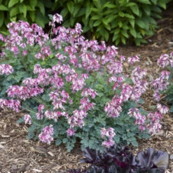 'Pink Diamonds' Bleeding Heart -Great Garden Plants Sales Store 544Dicentra PinkDiamonds 4