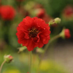 'Blazing Sunset' Geum -Great Garden Plants Sales Store 547Geumfloraplena BlazingSunset 3