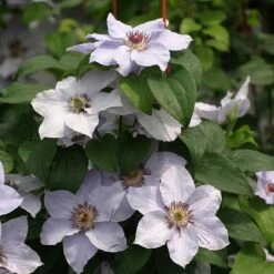 Still Waters™ Clematis 8 Still Waters™ Clematis -Great Garden Plants Sales Store 548 2084 popup