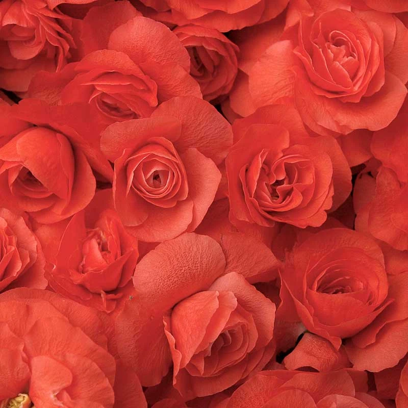 Double Take Orange™ Flowering Quince 2 Double Take Orange™ Flowering Quince - Image 2