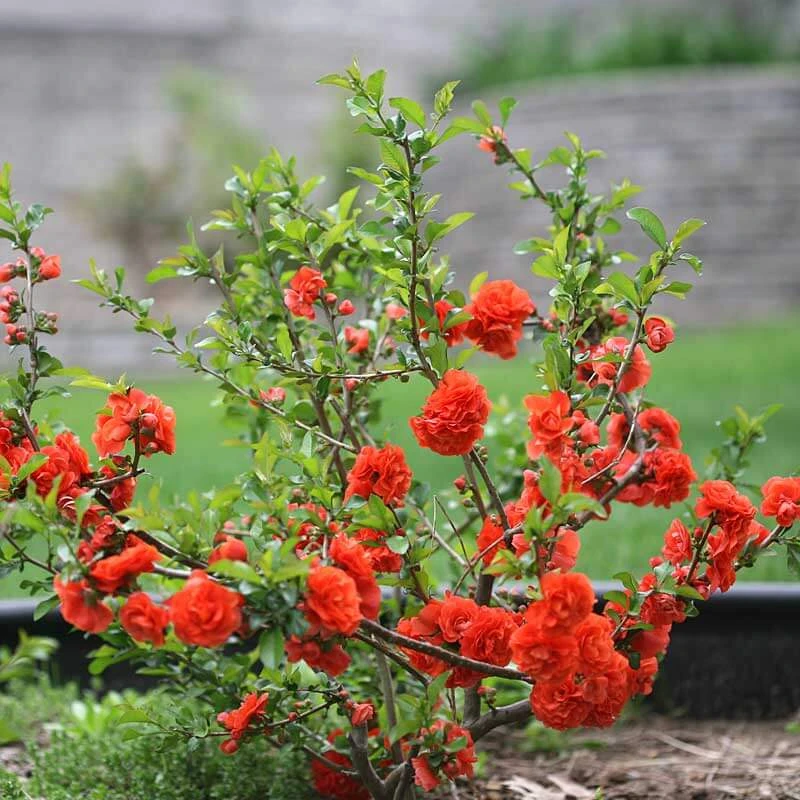 Double Take Orange™ Flowering Quince 1 Double Take Orange™ Flowering Quince