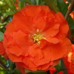 Double Take Orange™ Flowering Quince 11 Double Take Orange™ Flowering Quince -Great Garden Plants Sales Store 550 2092 popup