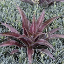 Mad About Mangave® 'Mission To Mars' Mangave -Great Garden Plants Sales Store 555be7912669a4ed0316e84fab1e10c9