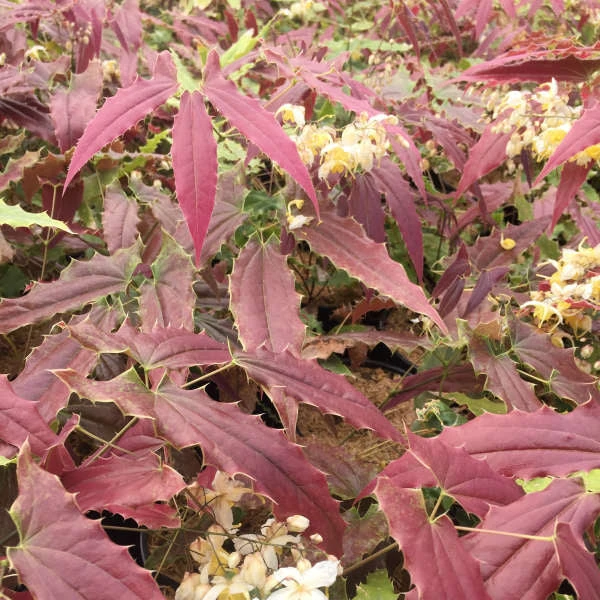 'Sandy Claws' Barrenwort 1 'Sandy Claws' Barrenwort