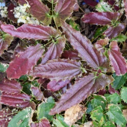 'Sandy Claws' Barrenwort 7 'Sandy Claws' Barrenwort -Great Garden Plants Sales Store 558Epimediumwushanense SandyClaws 4