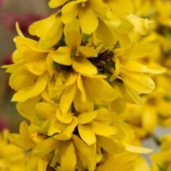 Show Off Starlet® Forsythia