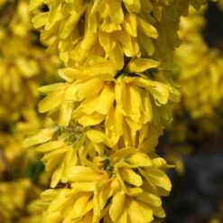 Show Off Starlet® Forsythia -Great Garden Plants Sales Store 558 2137 popup