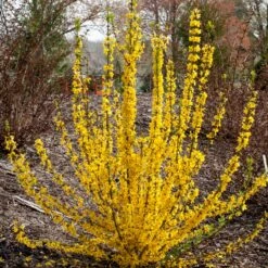 Show Off Starlet® Forsythia -Great Garden Plants Sales Store 558 2138 popup