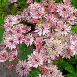 'Sparkling Stars Pink' Masterwort -Great Garden Plants Sales Store 561 Astrantia sparkling stars pink 3