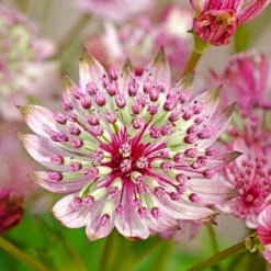 'Sparkling Stars Pink' Masterwort -Great Garden Plants Sales Store 561 Astrantia sparkling stars pink 4