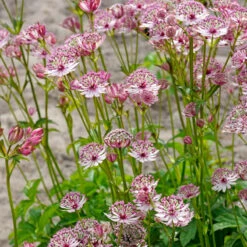 'Sparkling Stars Pink' Masterwort -Great Garden Plants Sales Store 561 Astrantia sparkling stars pink 5
