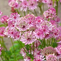 'Sparkling Stars Pink' Masterwort -Great Garden Plants Sales Store 561 Astrantia sparkling stars pink 7