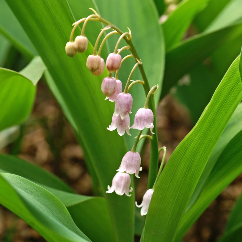 'Rosea' Lily Of The Valley 2 'Rosea' Lily Of The Valley - Image 2