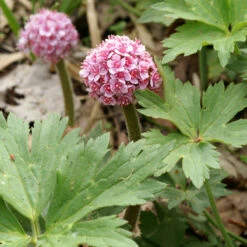Umbrella Plant -Great Garden Plants Sales Store 563 Darmera peltata umbrella 3
