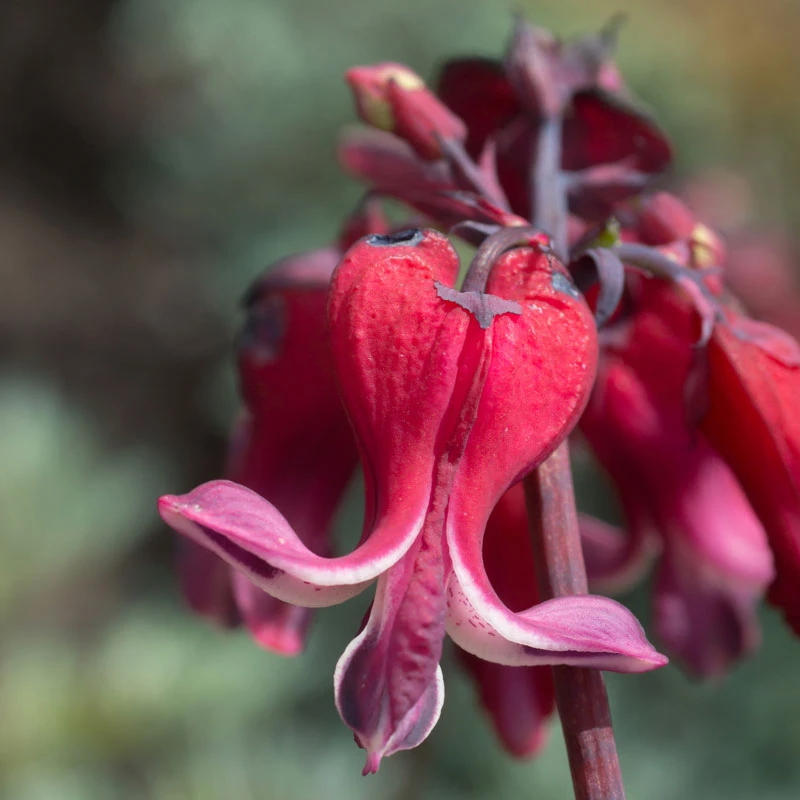 'Burning Hearts' Bleeding Heart 2 'Burning Hearts' Bleeding Heart - Image 2