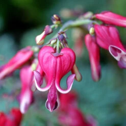 'Burning Hearts' Bleeding Heart 7 'Burning Hearts' Bleeding Heart -Great Garden Plants Sales Store 564 Dicentra burning hearts 3