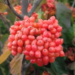 Tandoori Orange® Linden Viburnum -Great Garden Plants Sales Store 565 2158 popup