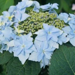 Tuff Stuff Ah-Ha® Mountain Hydrangea -Great Garden Plants Sales Store 567 2164 popup