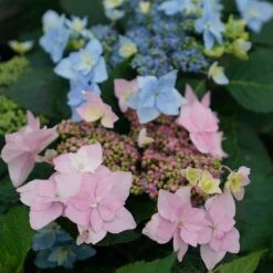 Tuff Stuff Ah-Ha® Mountain Hydrangea -Great Garden Plants Sales Store 567 2166 popup