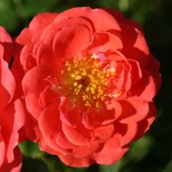 Oso Easy® Mango Salsa Rose -Great Garden Plants Sales Store 569 2175 popup