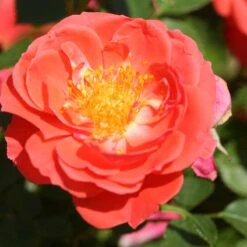 Oso Easy® Mango Salsa Rose -Great Garden Plants Sales Store 569 2176 popup