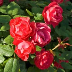 Oso Easy Double Red® Rose -Great Garden Plants Sales Store 571 2180 popup